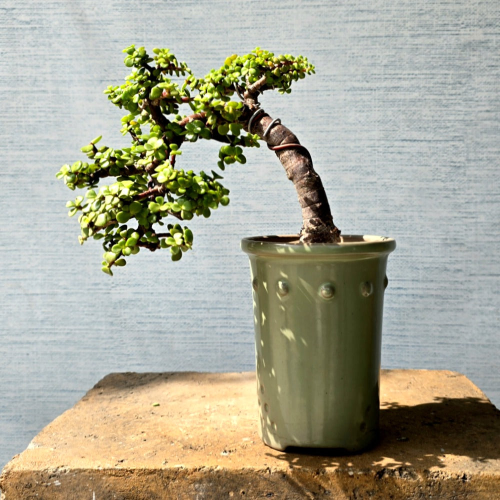 Jade Bonsai Tree Semi-Cascade Style