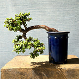 Jade Bonsai Tree Cascade Style