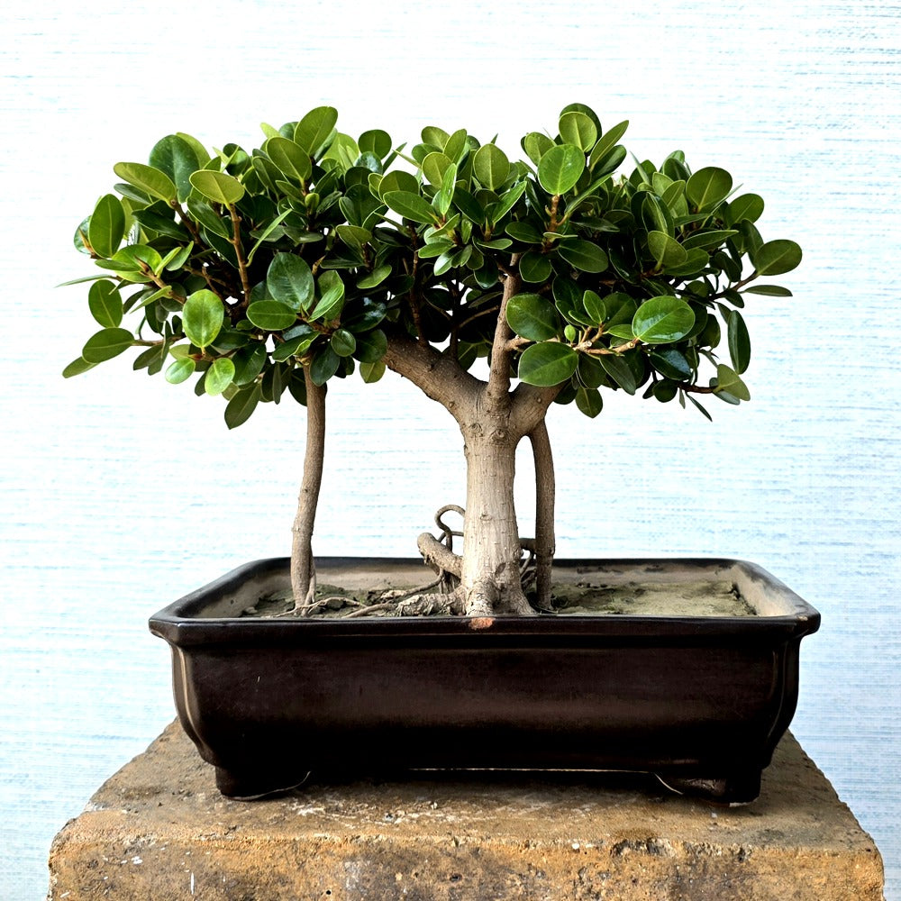 Ficus Bonsai Tree