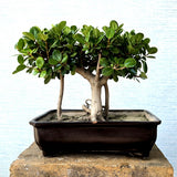 Ficus Bonsai Tree