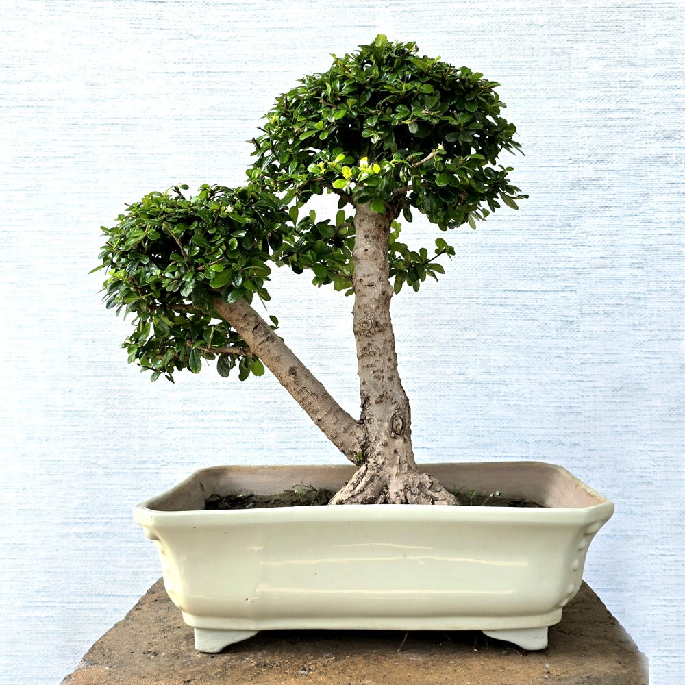 Fukien Tea Bonsai Tree