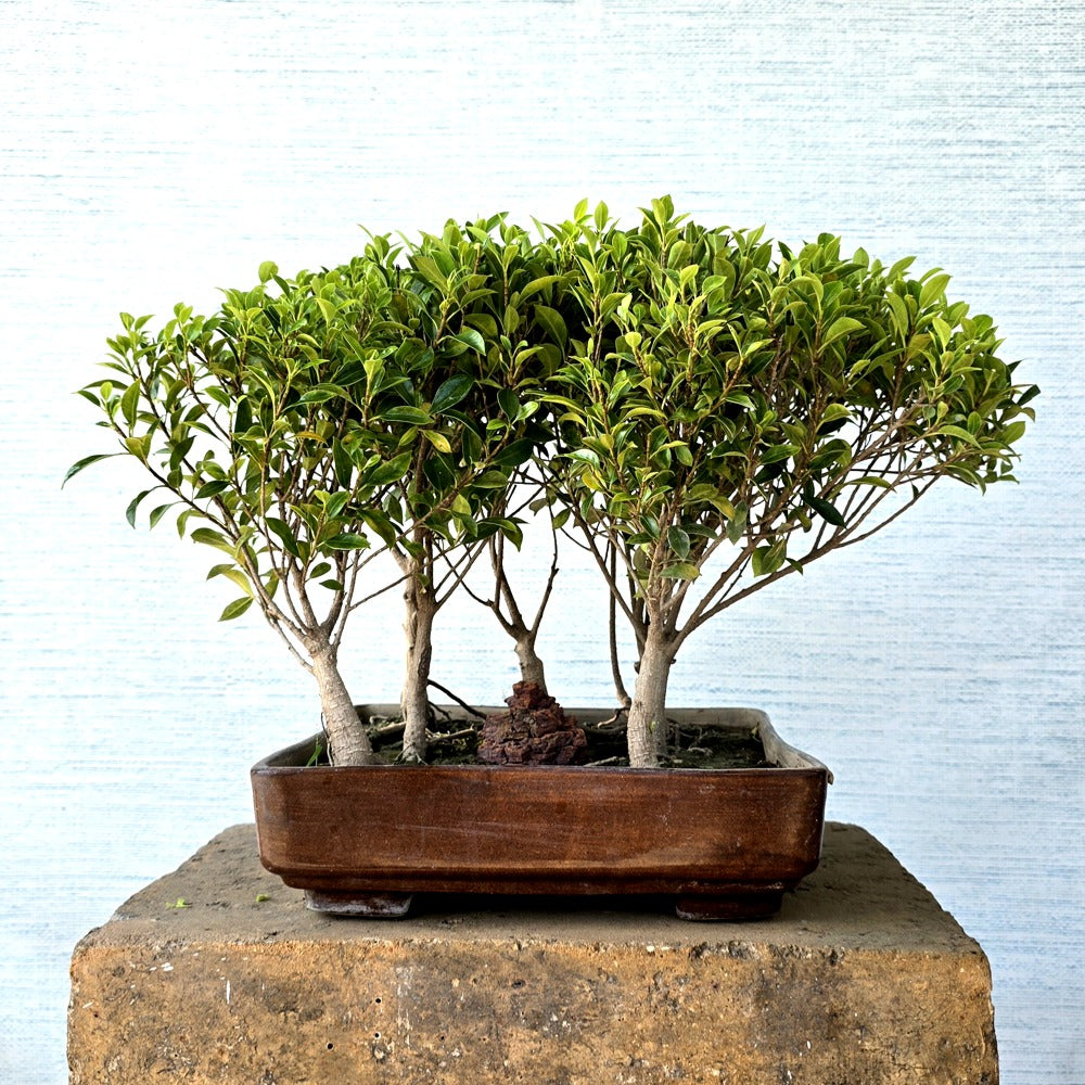 Ficus Bonsai Tree Forest Style