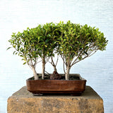 Ficus Bonsai Tree Forest Style