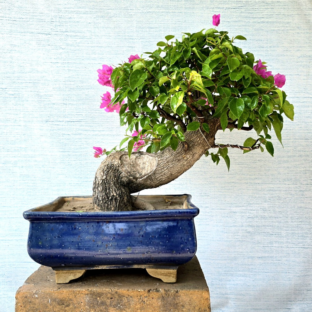 Bougainvillea Bonsai Tree
