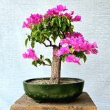 Bougainvillea Bonsai Tree