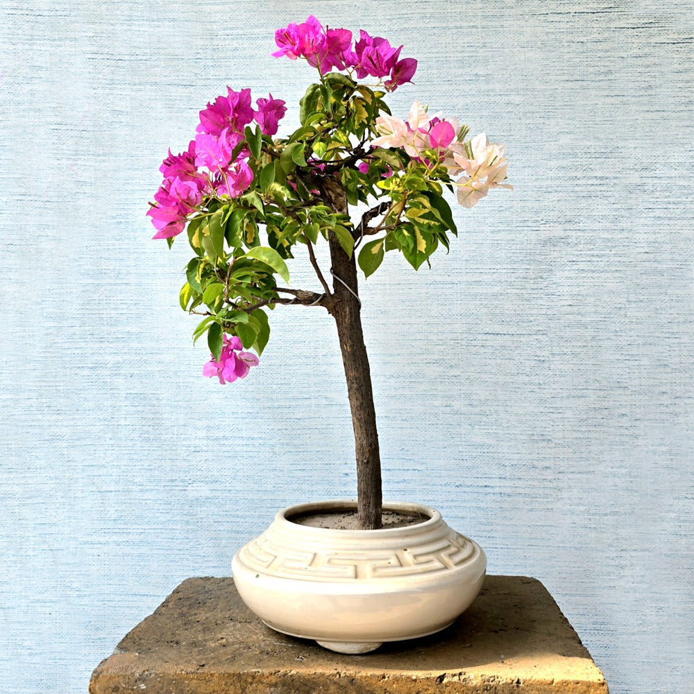 bougainvillea Bonsai Tree