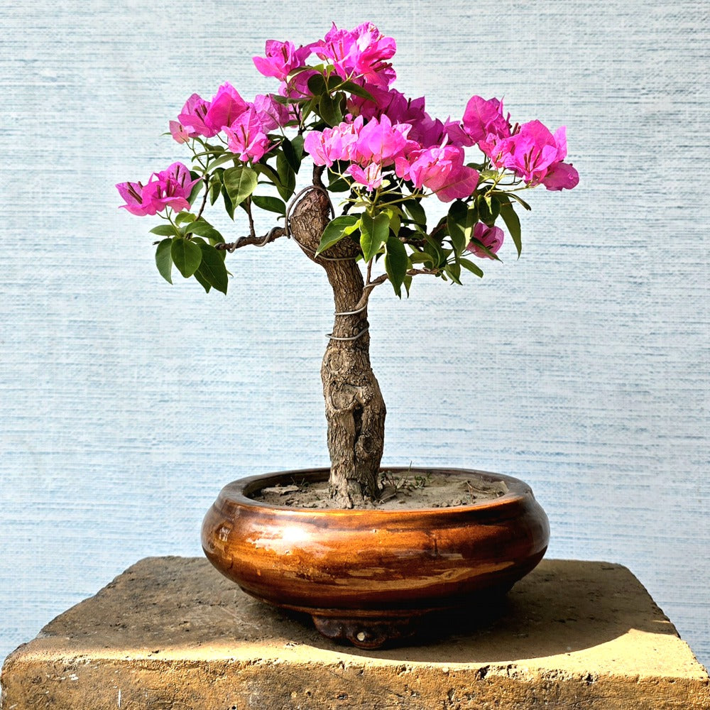 Bougainvillea Bonsai Tree