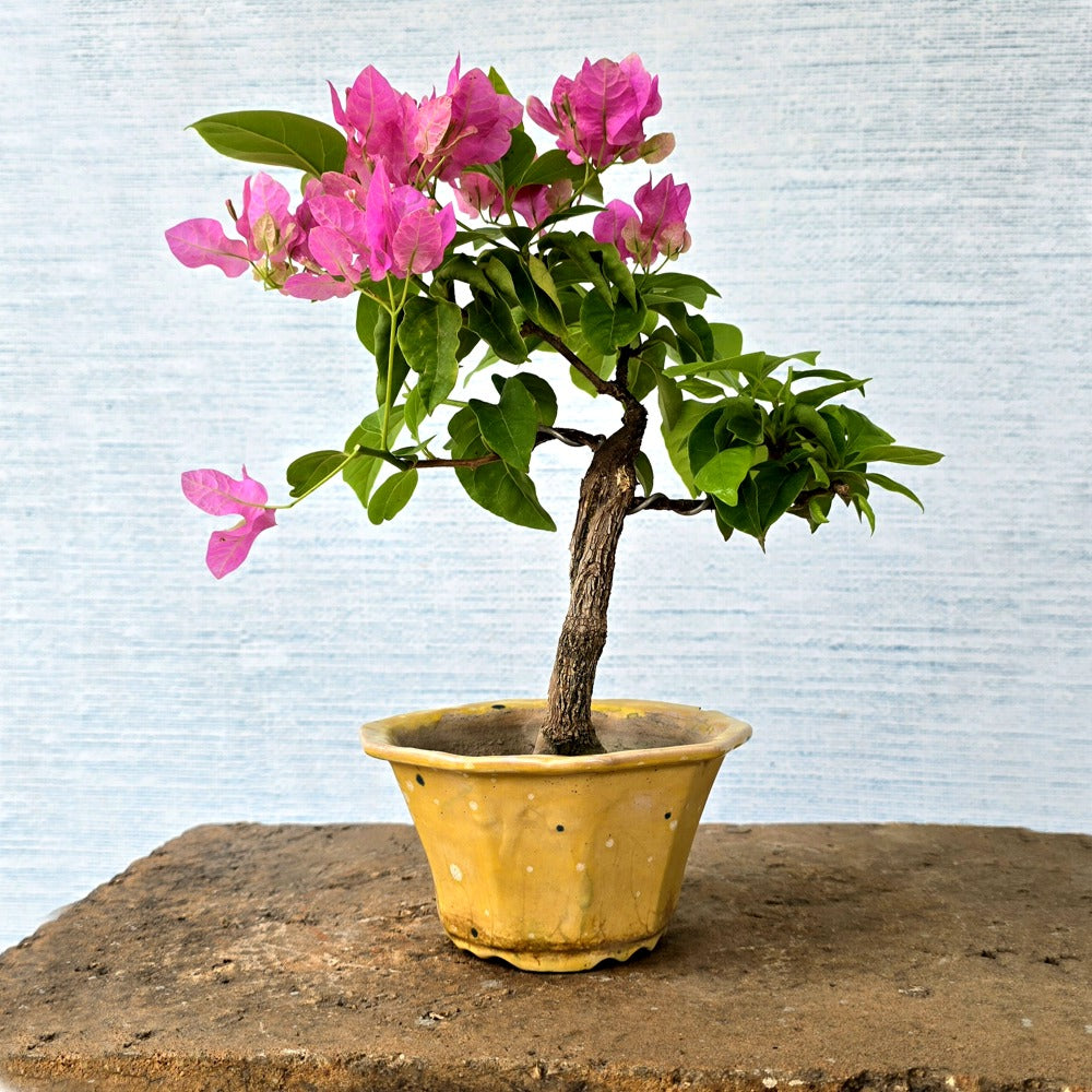 Bougainvillea Bonsai Tree