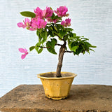 Bougainvillea Bonsai Tree