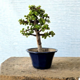 Jade Bonsai Tree