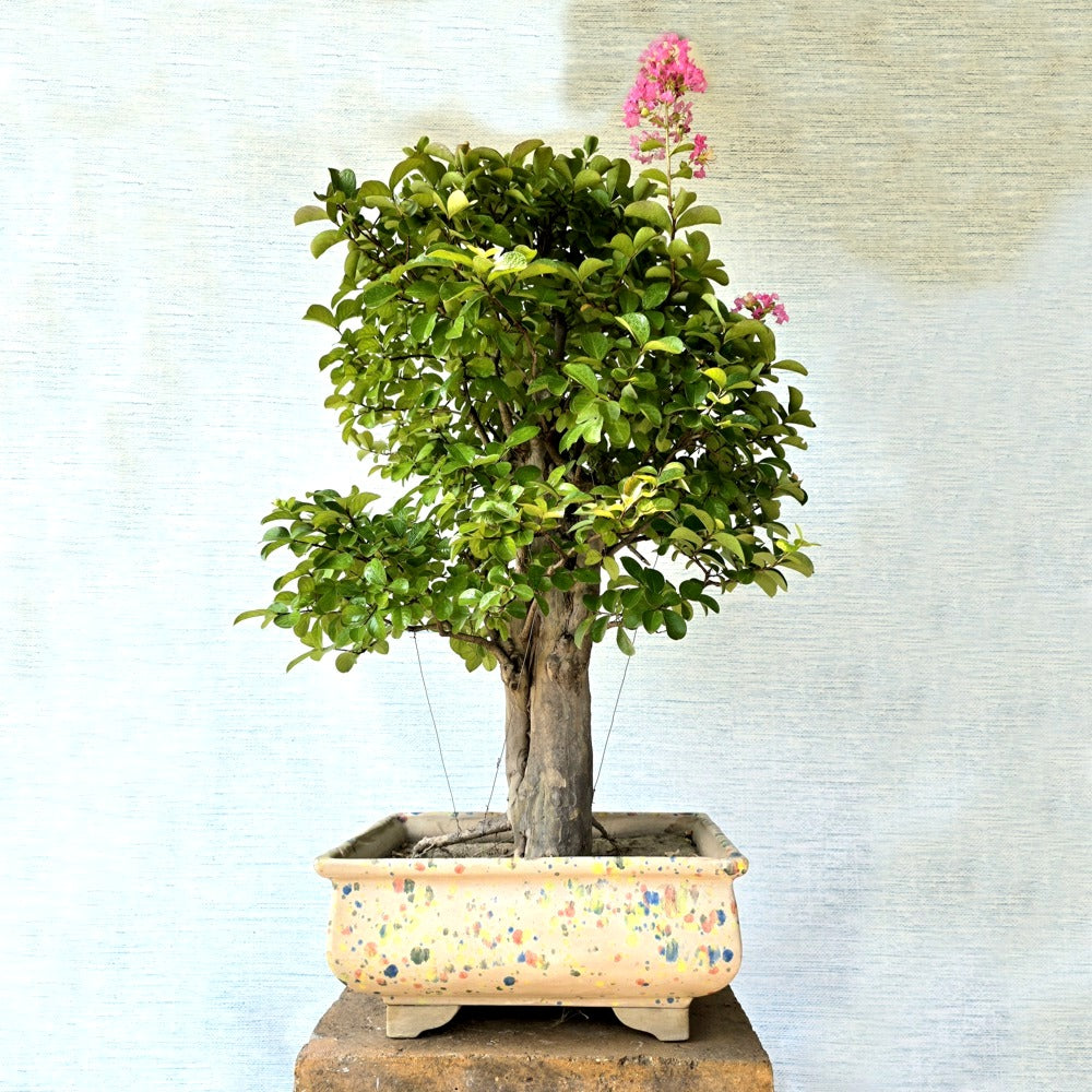 Lagerstroemia Bonsai Tree