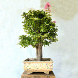 Lagerstroemia Bonsai Tree