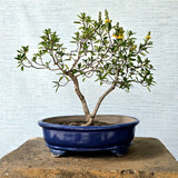 Golden Thryallis Bonsai Tree