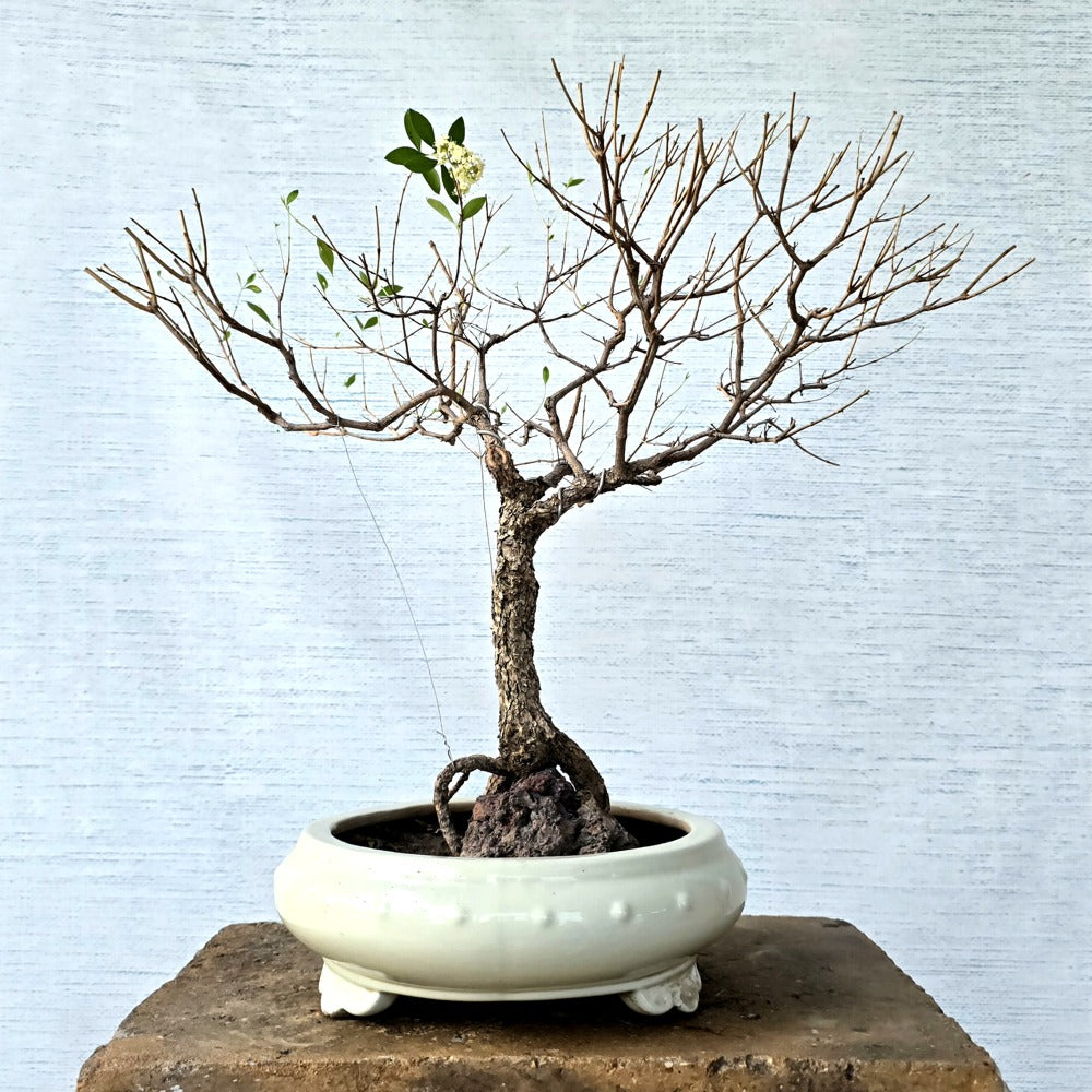 Henna\Mehndi Bonsai Tree