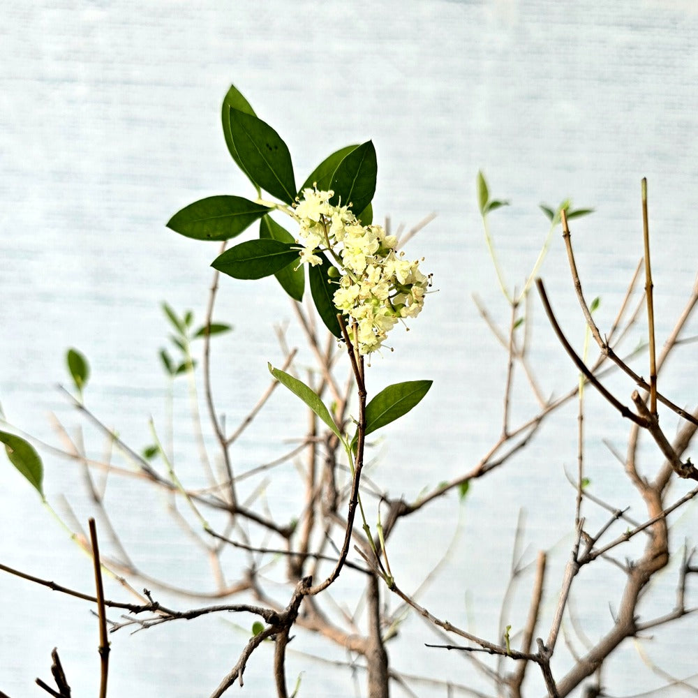 Henna\Mehndi Bonsai Tree