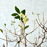 Henna\Mehndi Bonsai Tree