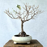 Henna\Mehndi Bonsai Tree