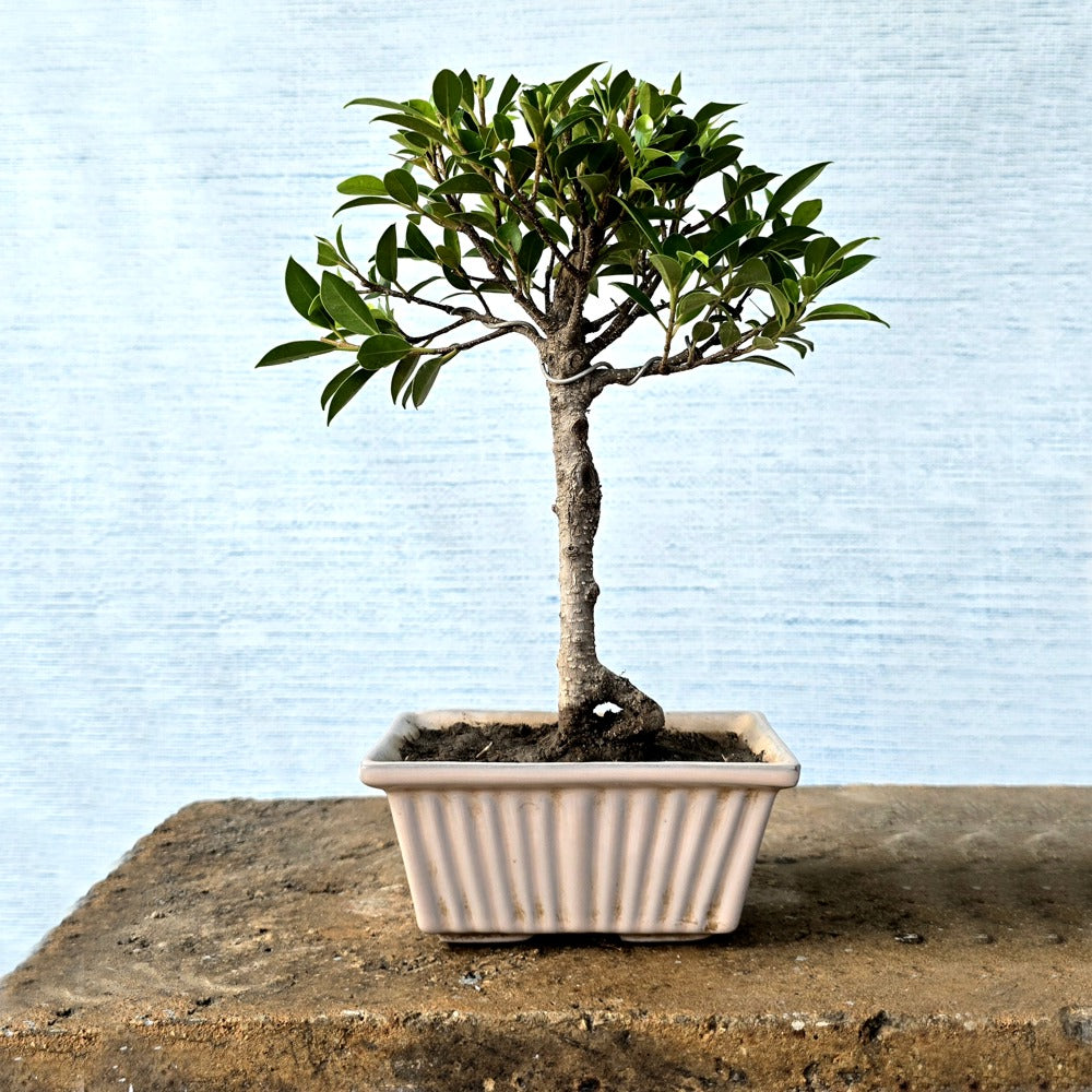 Ficus Bonsai Tree