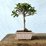 Ficus Bonsai Tree