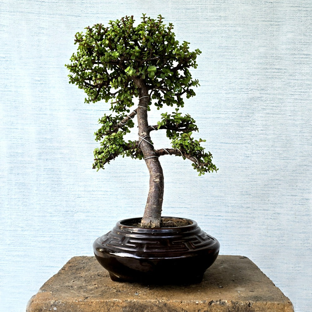 Jade Bonsai Tree