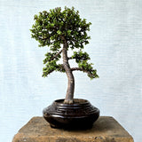 Jade Bonsai Tree
