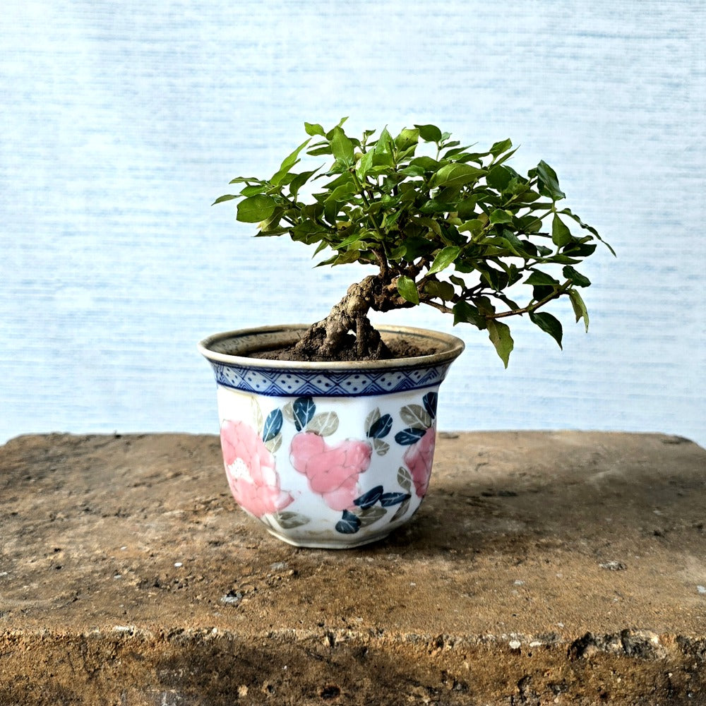 Flowering Bonsai Tree