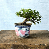 Bonsai Tree (Flowering)