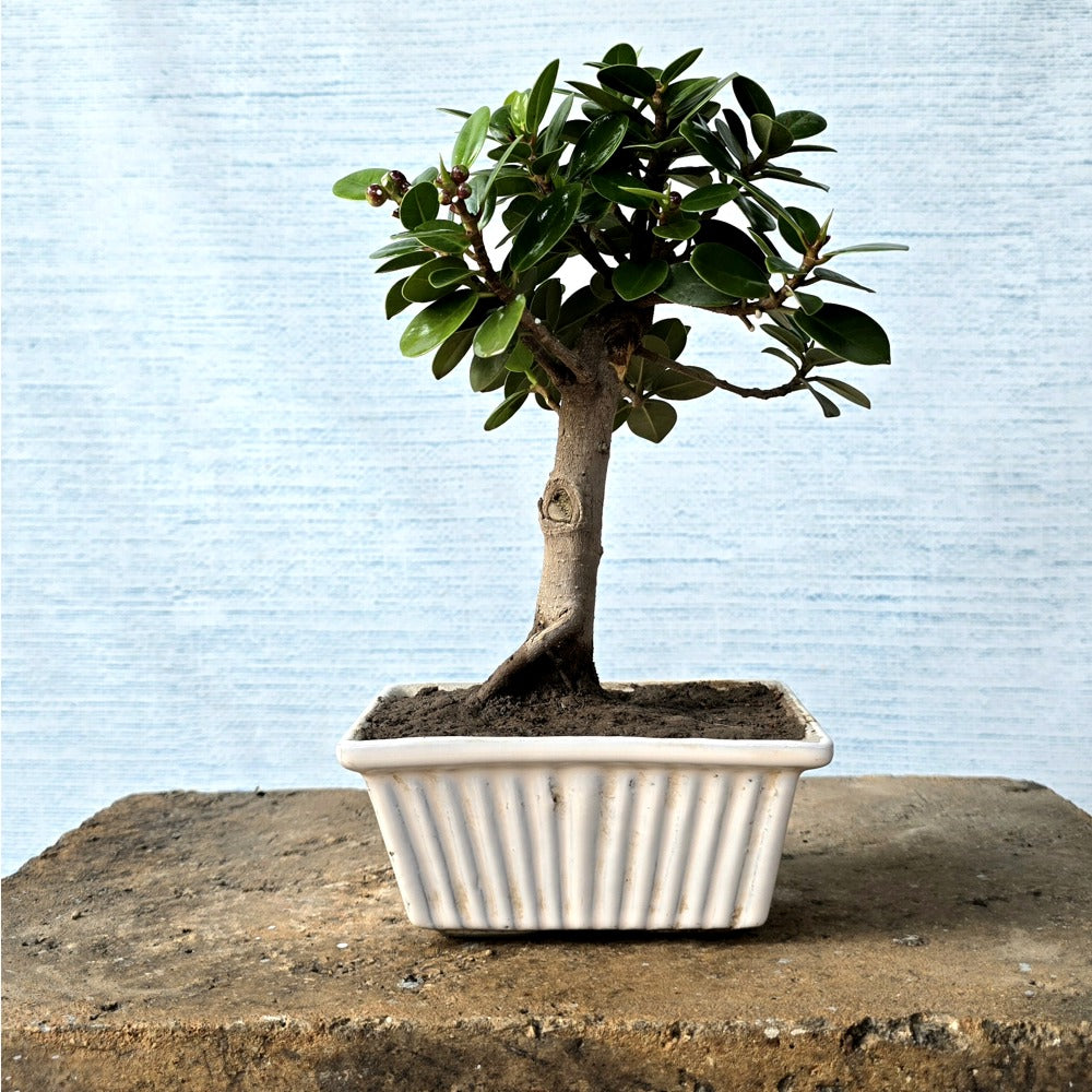 Ficus Bonsai Tree
