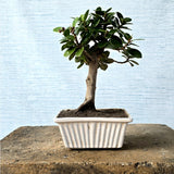 Ficus Bonsai Tree