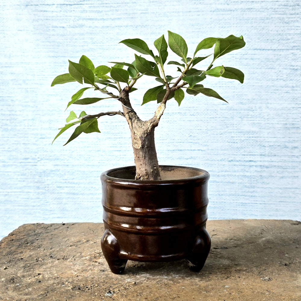 Bougainvillea Bonsai Tree