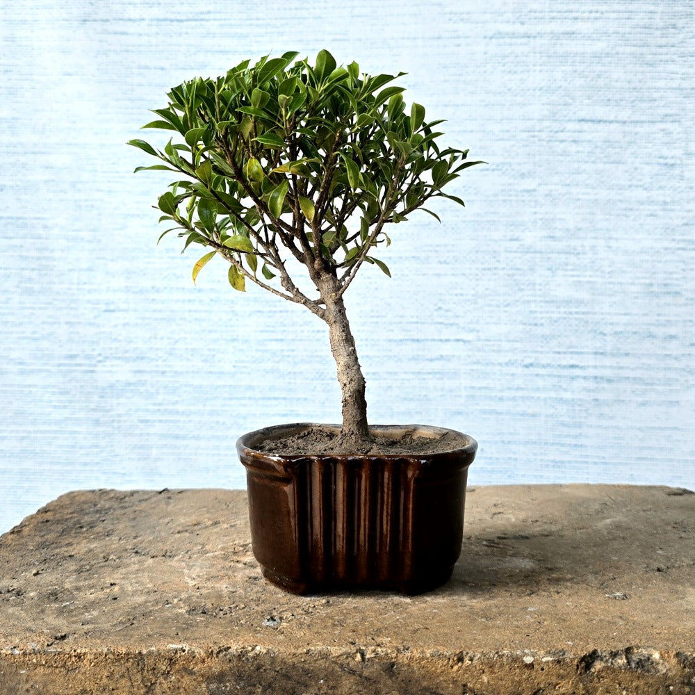 Ficus Bonsai Tree