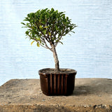 Ficus Bonsai Tree