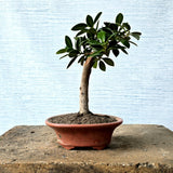 Ficus Bonsai Tree