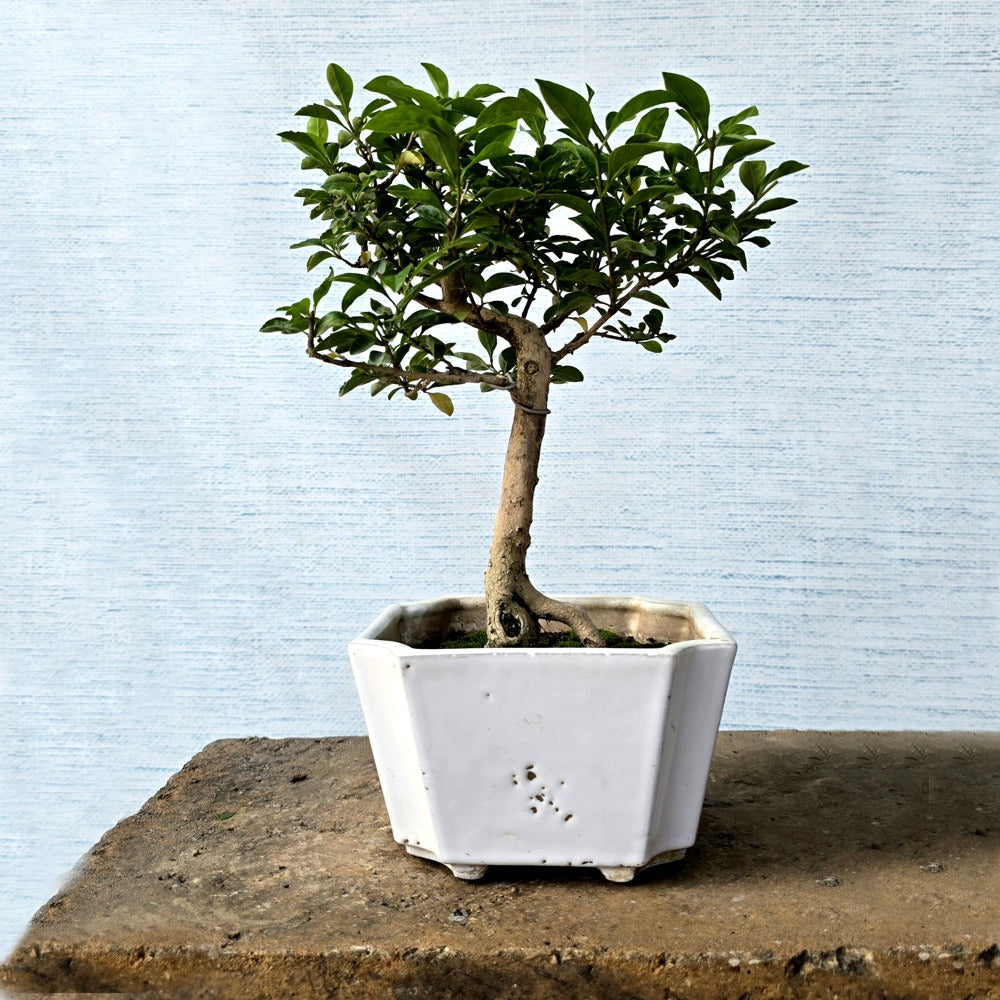 Duranta Bonsai Tree