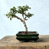 Malpighia Bonsai Tree