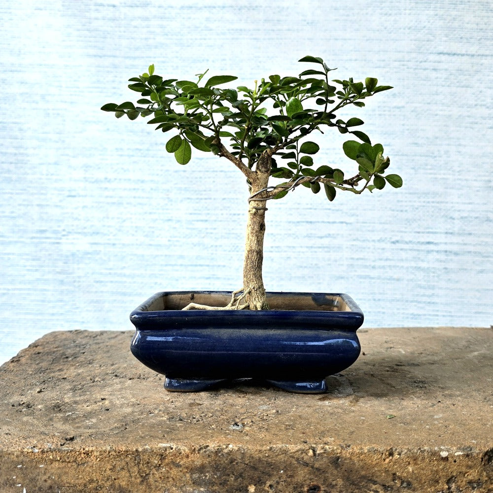 Murraya Paniculata Bonsai