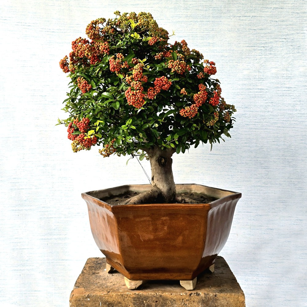 Pyracantha Bonsai Tree