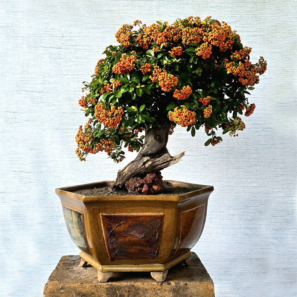 Pyracantha Bonsai Tree