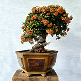 Pyracantha Bonsai Tree