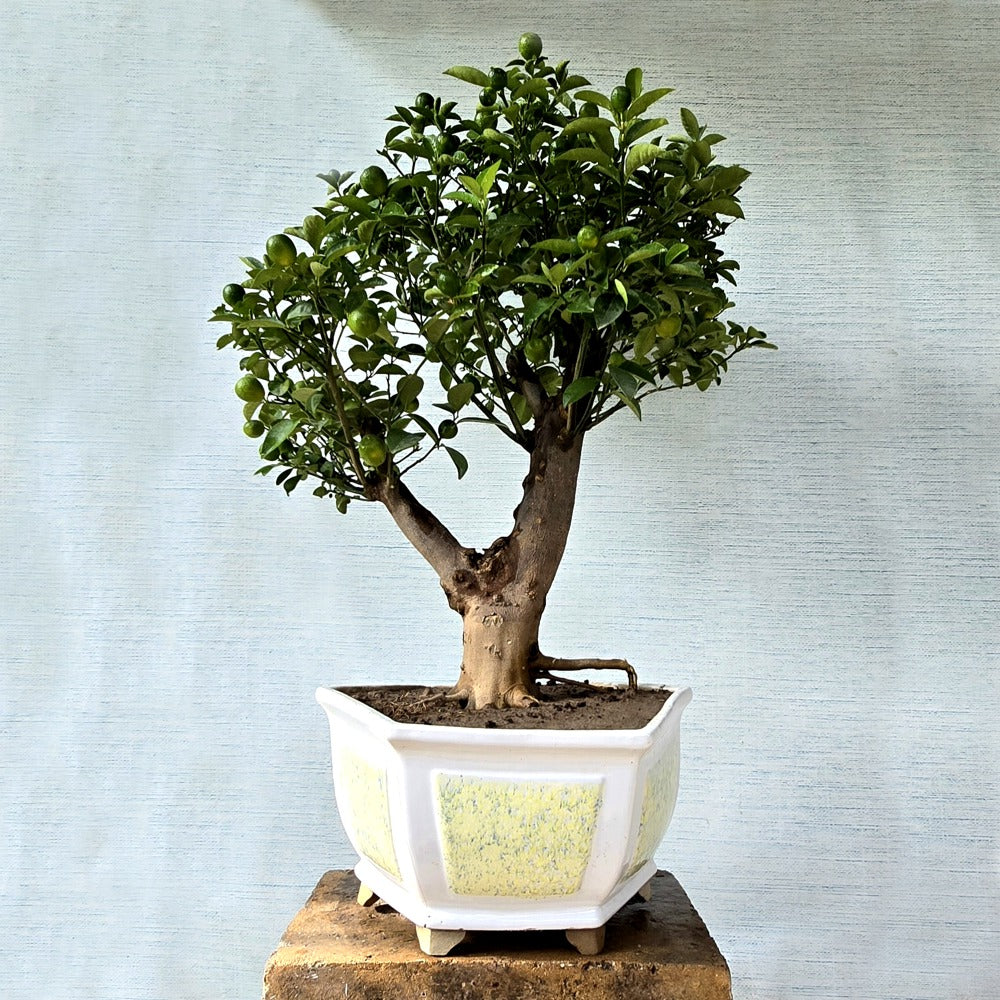 kumquat Bonsai Tree