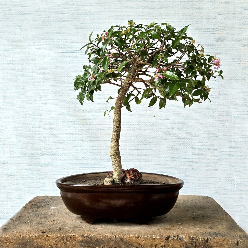 Malpighia Bonsai Tree