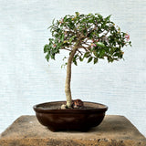Malpighia Bonsai Tree