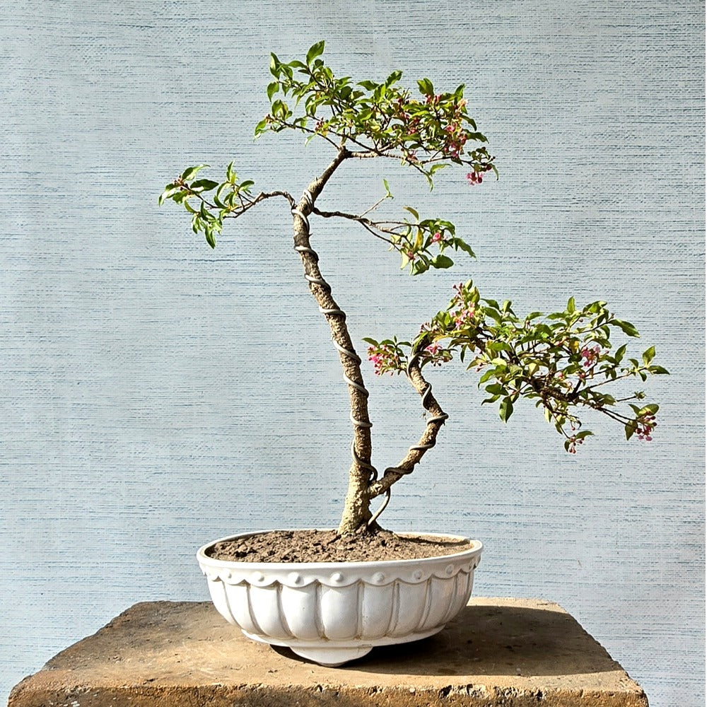 Malpighia Bonsai Tree