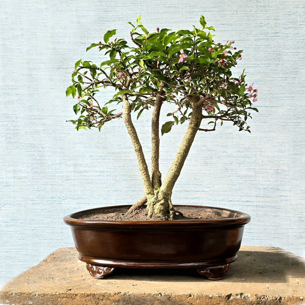 Malpighia Bonsai Tree Three Trunk Style