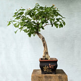 Lantana Bonsai Tree