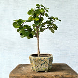Sea hibiscus Bonsai (Flowering)