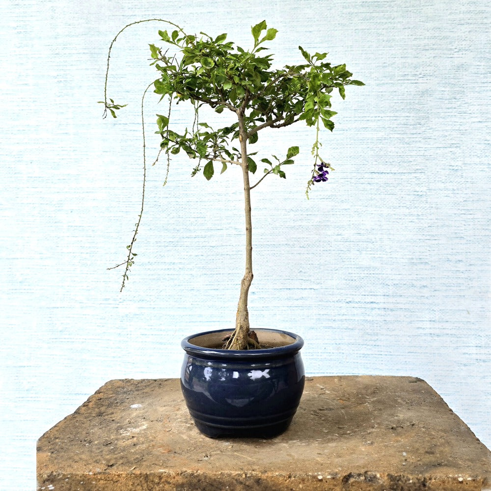 Duranta Skyflower Bonsai Tree (Flowering)