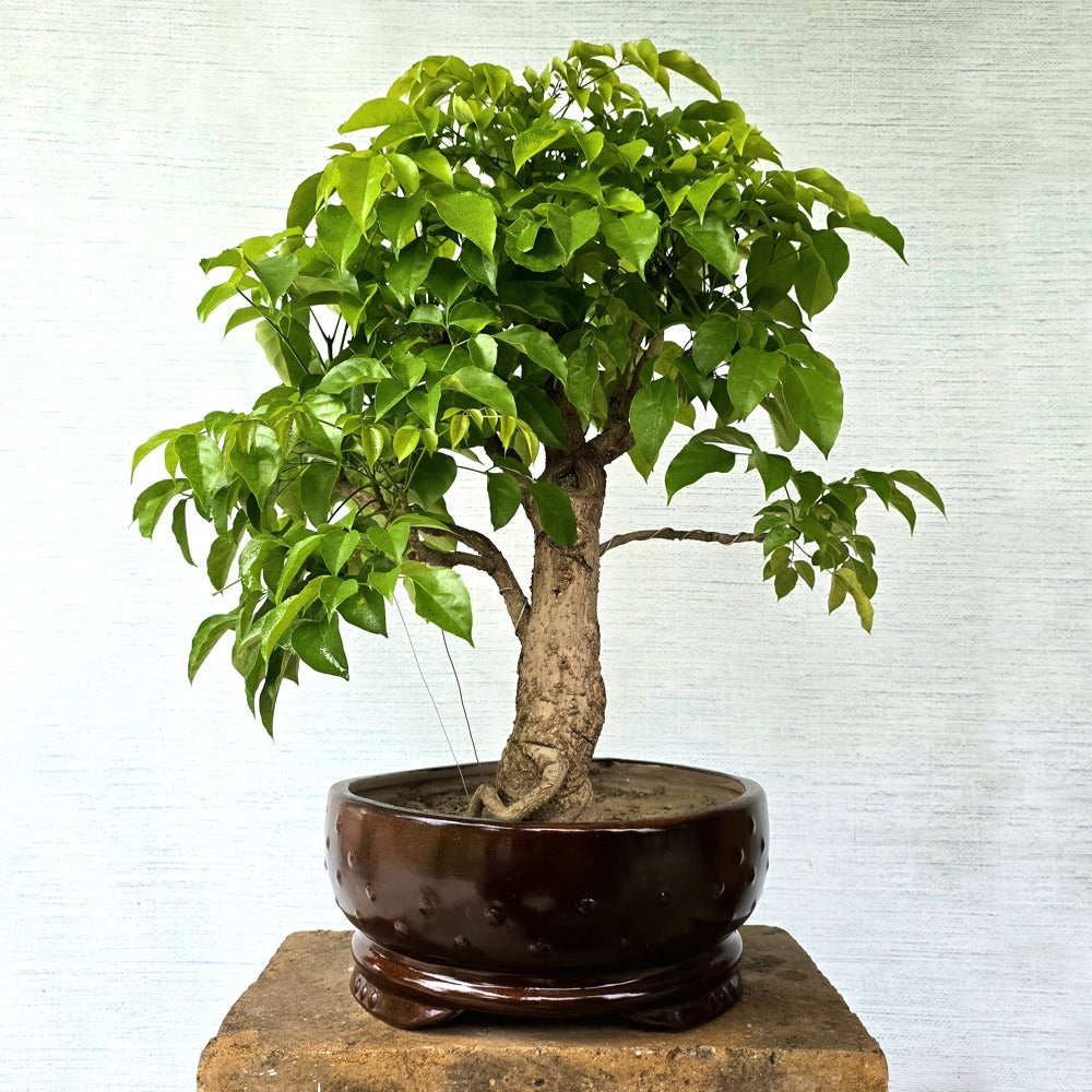 China Doll Bonsai Tree