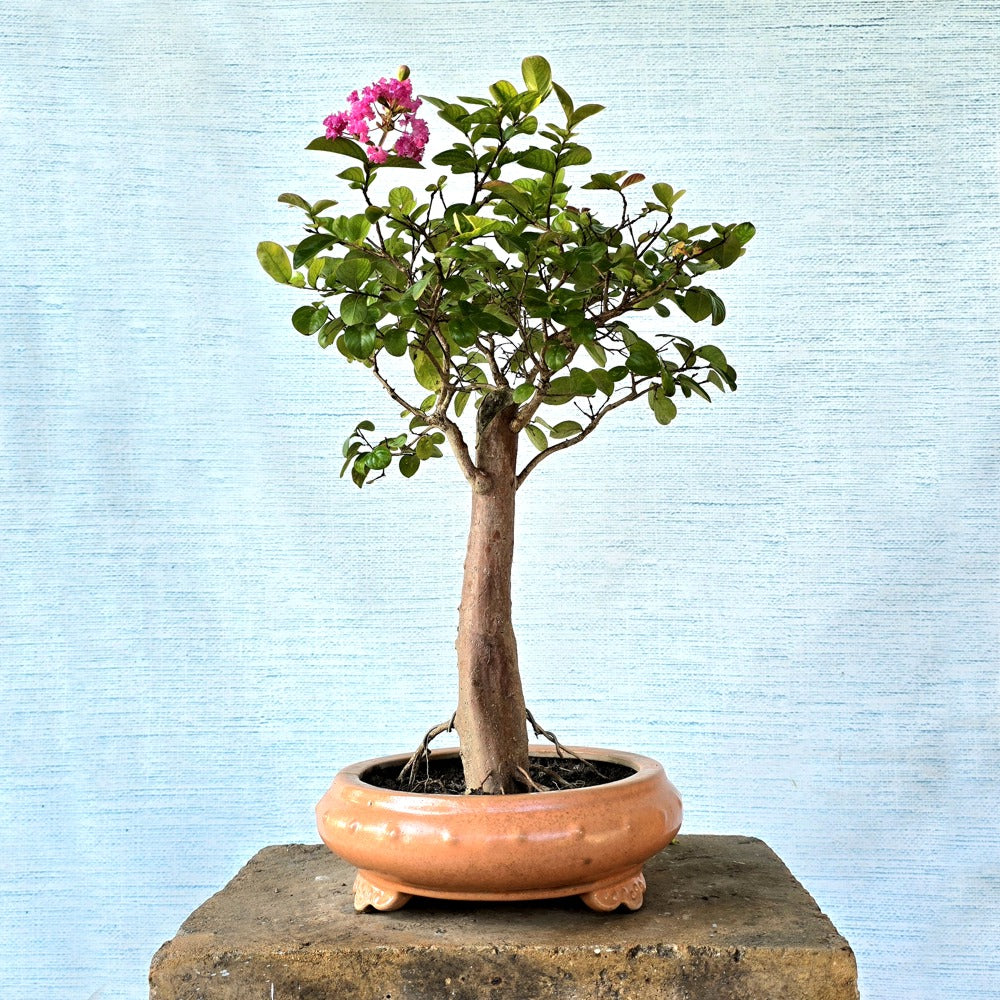 Lagerstroemia Bonsai Tree