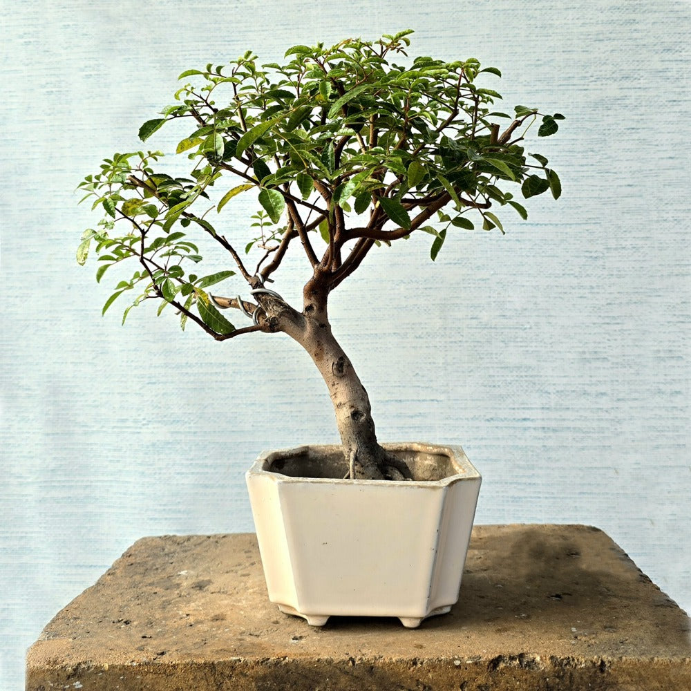 Brazilian Pepper Bonsai Tree (Flowering)